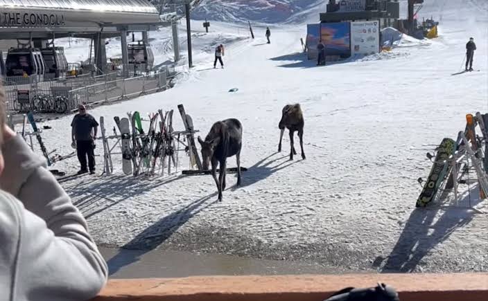Moose At The Winter Park Base